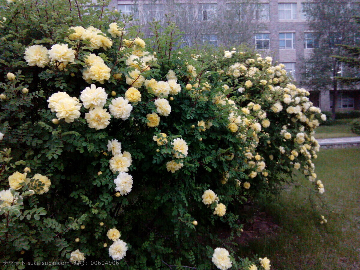 薔薇花 黃薔薇 遼寧大學(xué) 蒲河 校園風(fēng)景 薔薇 生物世界 花草