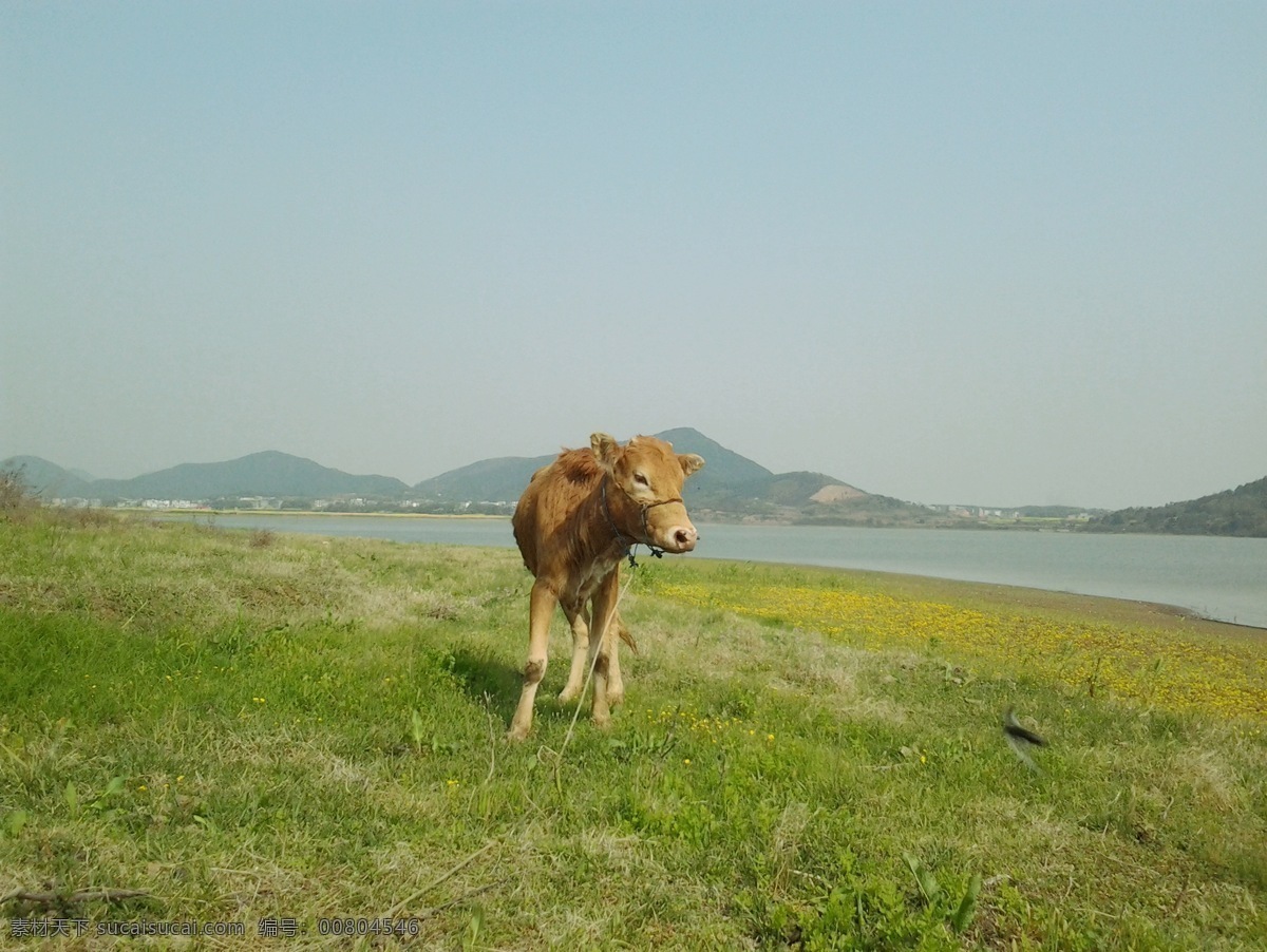湖邊草地 黃牛 鄱陽湖邊草地 鄱陽湖 草地 放牛 牛 農(nóng)村景色 優(yōu)美風(fēng)光 生物世界 家禽家畜