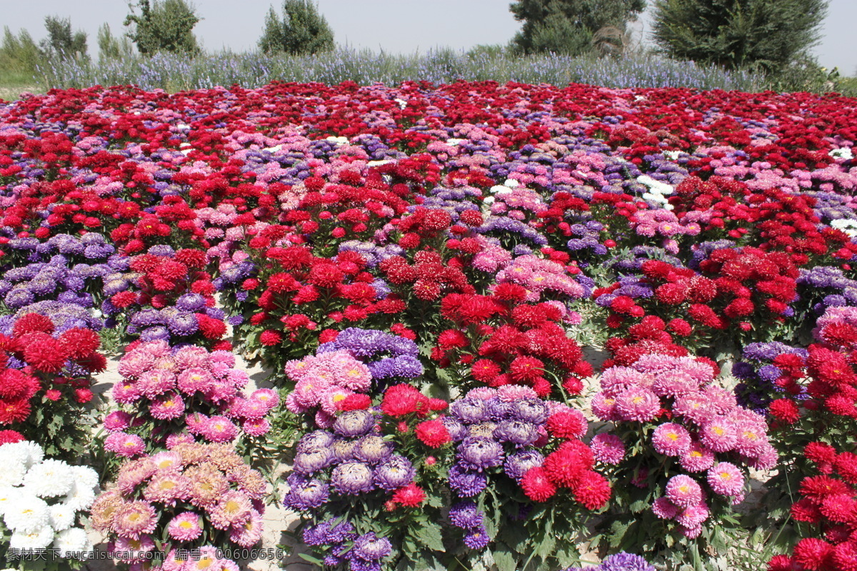 翠菊 菊花 一片菊花 花海 花草 生物世界