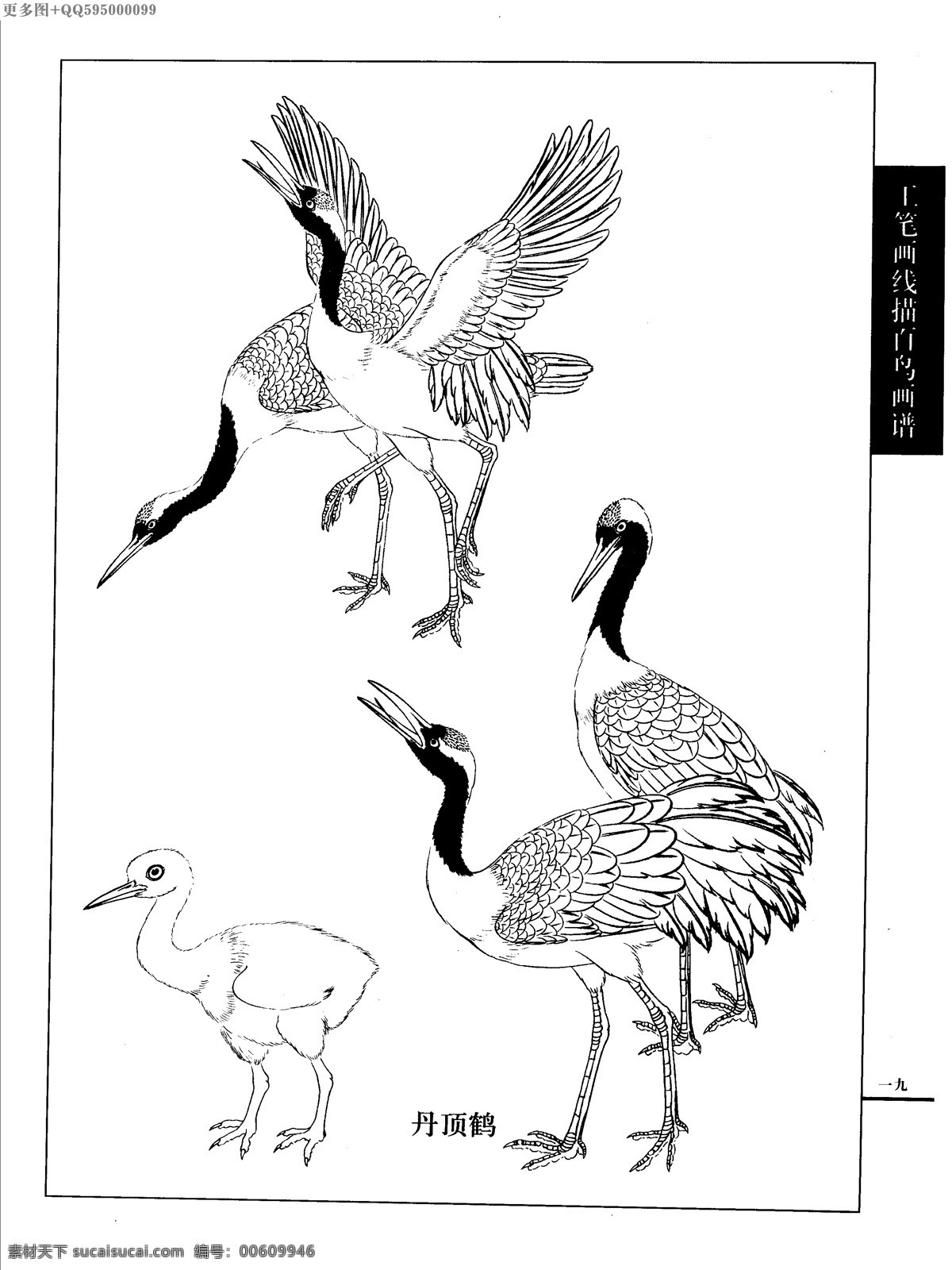 工筆畫 線描 山水 畫譜 水禽 白描 黑白稿 手繪 線描鳥 繪畫 鳥 鶴 白描鳥 手繪鳥 家禽 鴨 鵝 鴛鴦 丹頂鶴 百鳥 水禽篇 繪畫書法 文化藝術