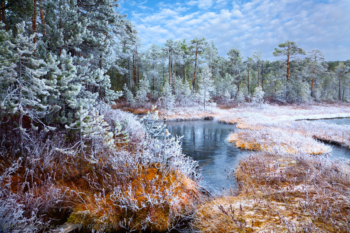 冬季 里 树木 小溪 风景 自然景色 雪景 大自然 山水风景 风景图片