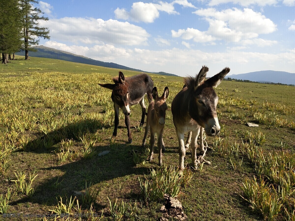三口之家 草原 驴妈妈 一家三口 巴里坤 自然风光 旅游摄影 自然风景