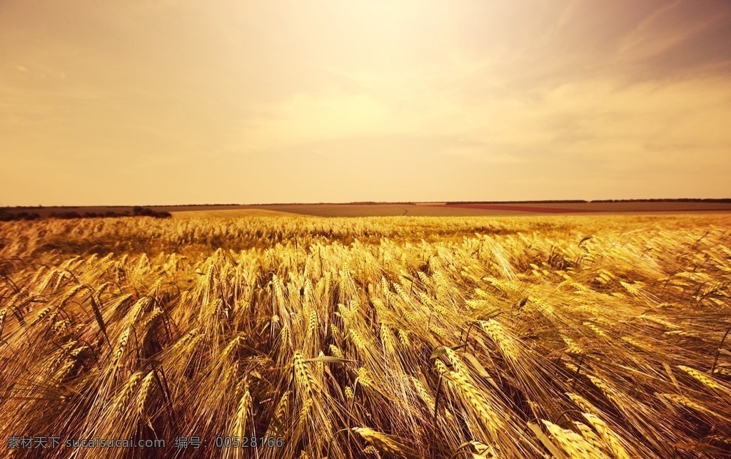 风吹麦浪 麦子 金黄 丰收 美丽 农田 自然景观 田园风光