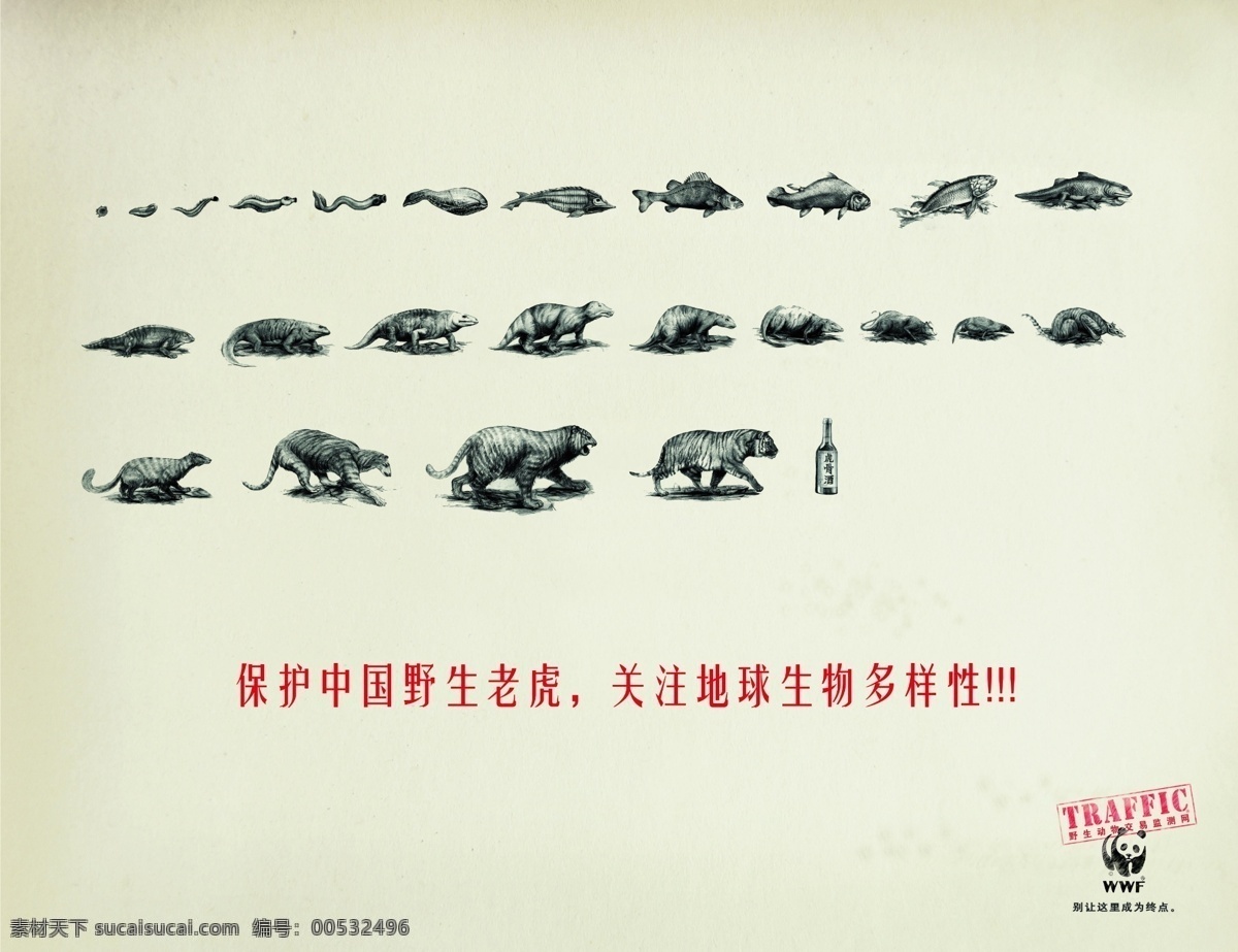 分層 背景素材 公益廣告 虎 老虎 源文件 保護野生老虎 老虎進化圖 虎骨酒 保護老虎 保護 中國 野生 關注地球 生物多樣性 展板 公益展板設計