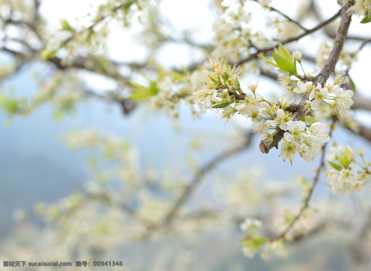 梨花 春開 梨子 白色 花雨 生物世界 花草