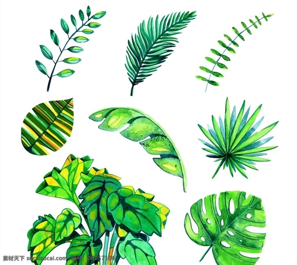 水彩 绘 绿色 棕榈 树叶 棕榈树叶 热带 龟背竹叶 矢量 高清图片