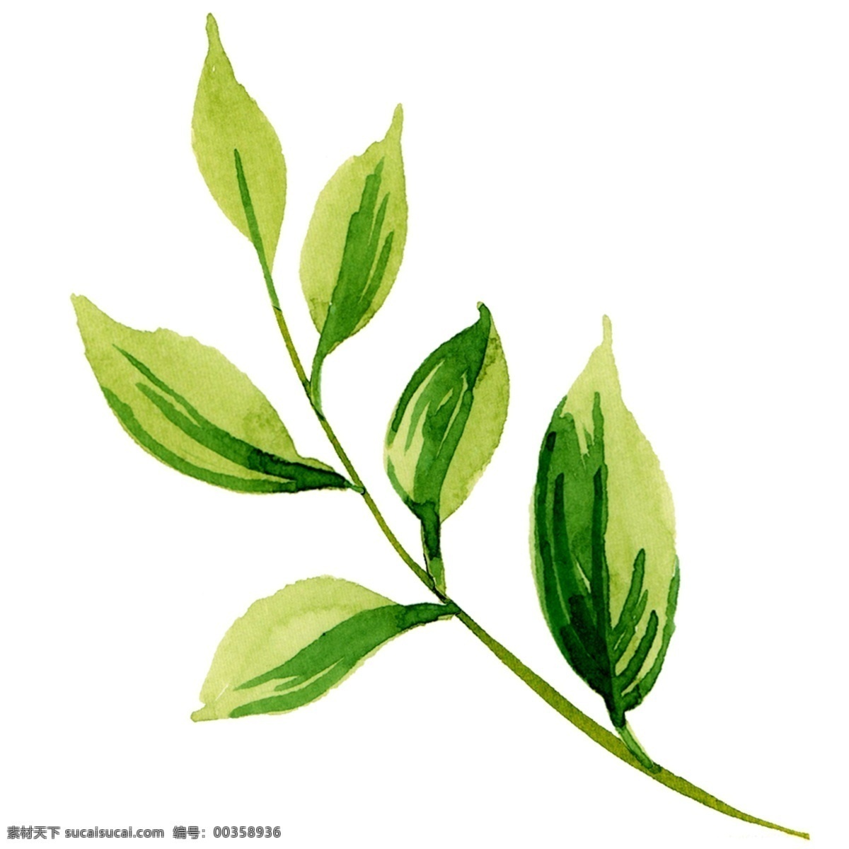 水彩 綠色 葉子 植物 春天 元素 手繪水彩 綠色葉子 植物元素 春天元素 小清新 萬物復(fù)蘇