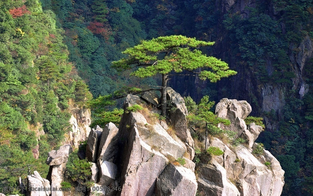 黃山 西海 大峽谷 黃山風(fēng)景 松樹 石頭 西海大峽谷 峽谷 樹木 自然 自然景觀 風(fēng)景名勝