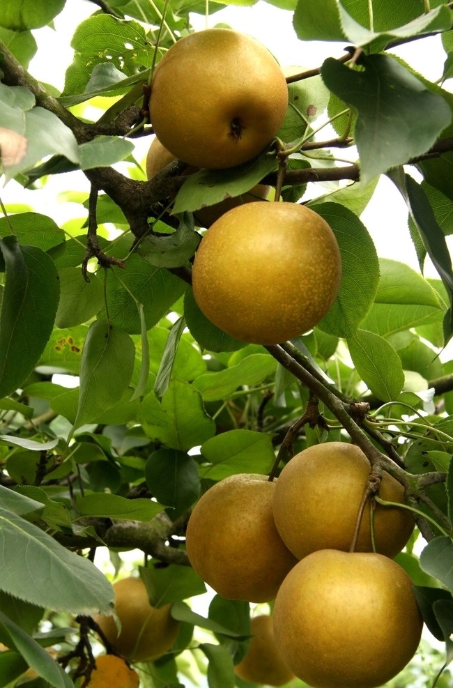 天仙藤梨 梨子 梨树 梨树林 梨林 生物世界 水果