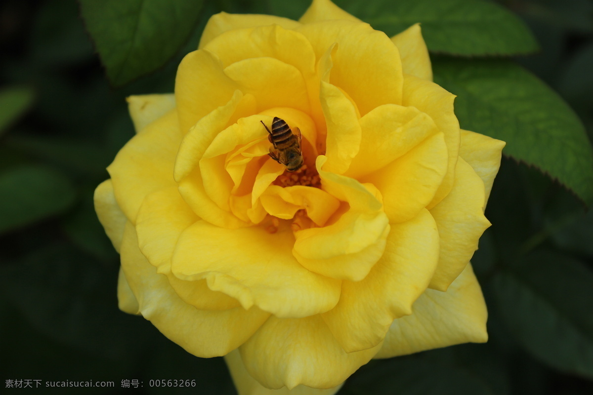 月季 春天 花草 花朵 花卉 黃色 昆蟲 玫瑰 蜜蜂 月季花 生物世界 psd源文件