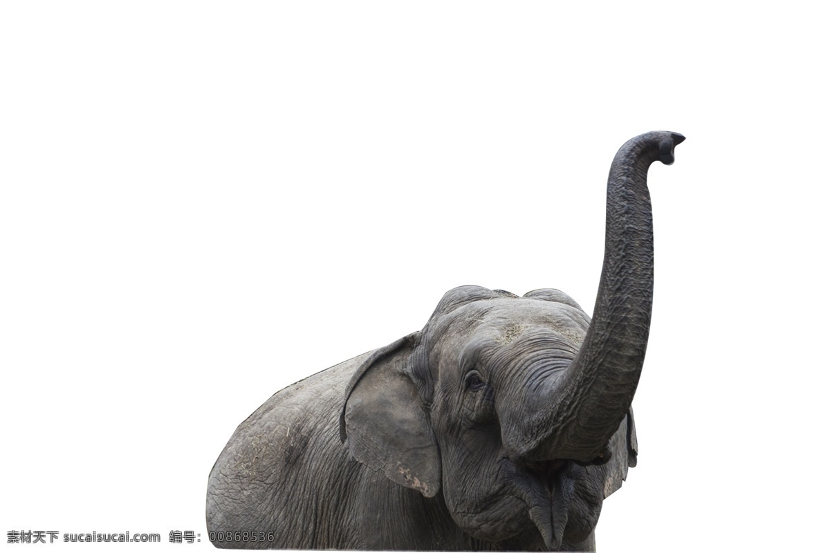 世界 上 最大 哺乳动物 耳朵 大 下部 尖 长 弯 象牙 性情极其暴躁 会主 动 攻击 动物