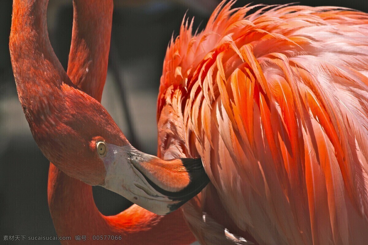 紅鸛 火烈鳥 大紅鸛 小紅鸛 紅鶴 動物 鳥類 鳥 紅色羽毛 紅色 生物世界