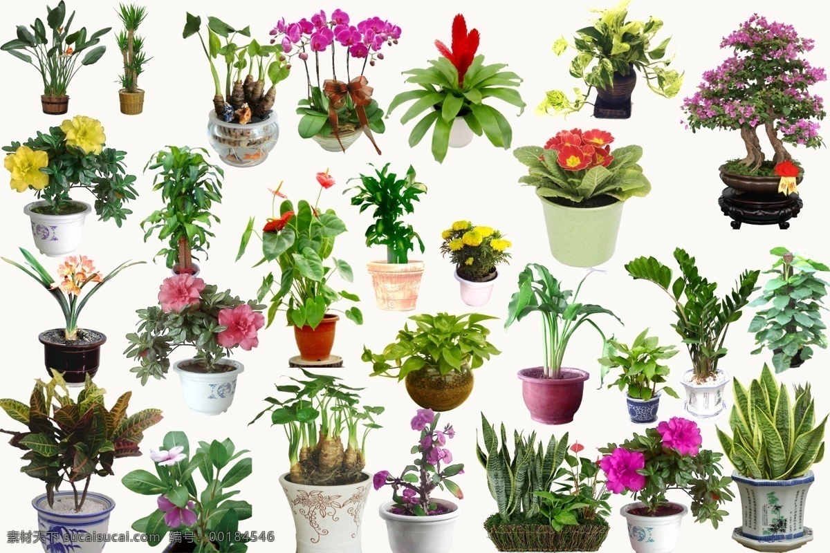 盆栽花卉 盆栽菊花 盆栽psd 水仙花psd 插花 插花psd 廣告素材 盆栽元素 白色菊花 紅色菊花 黃色花 廣告元素