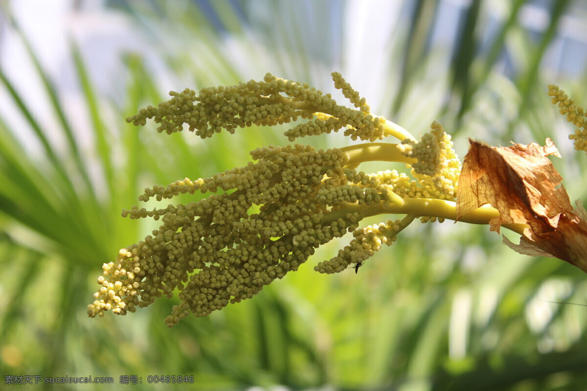 花草 花卉 花卉攝影 花卉素材 設(shè)計素材 生物世界 園林景觀 棕櫚 花 棕櫚花 四月花 淺色花 黃色花卉 春季花卉 植物 園林植物 景觀花卉 psd源文件