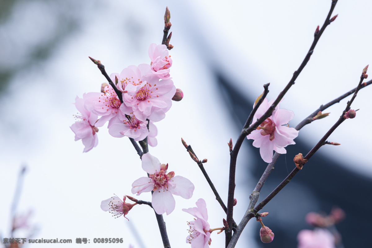 春天 盛开 鲜花 春暖花开 树林树木 树枝上的 樱桃花 盛开的鲜花 鲜花植物 自然景观 自然风景