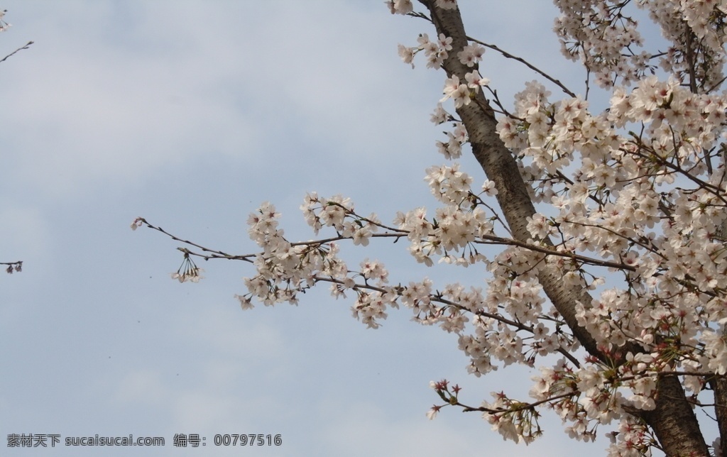 盛開的櫻花樹 二月的風圖片 自然 風景 花園 花朵 櫻花樹 自然景觀 田園風光