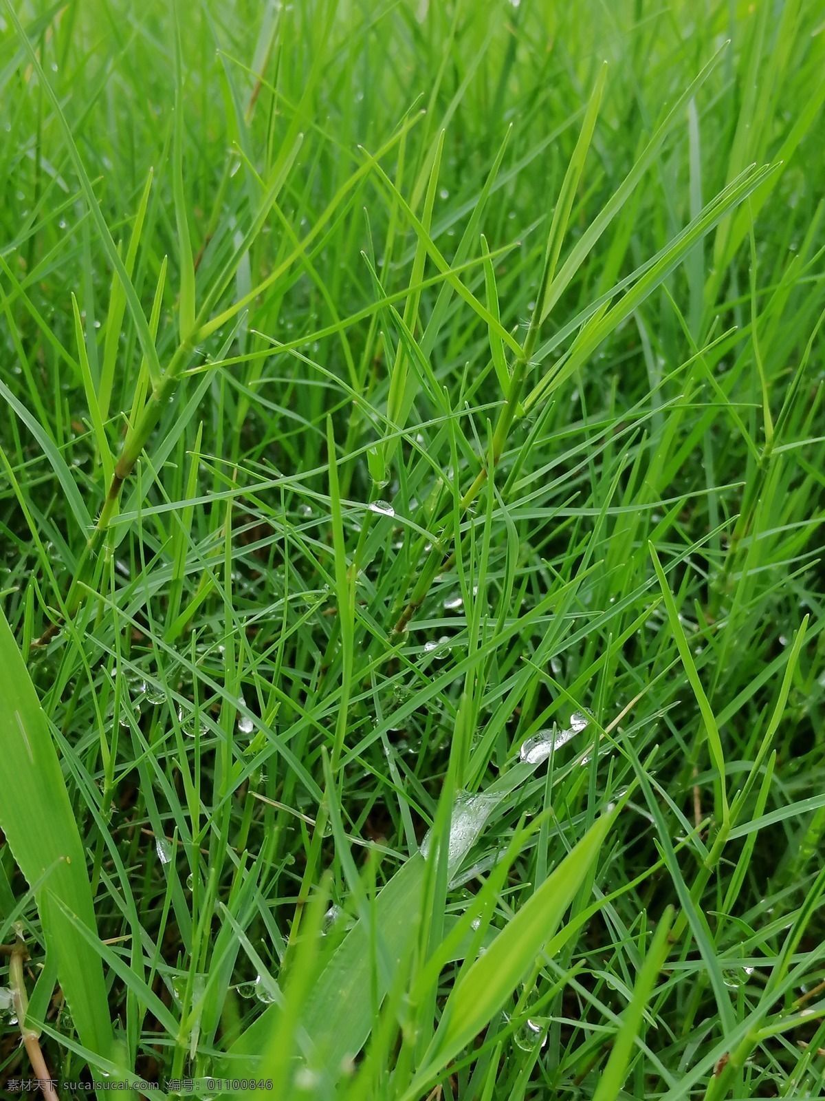 雨滴草叢 雨水 雨后 水珠 露珠 草叢 自然景觀 自然風(fēng)景