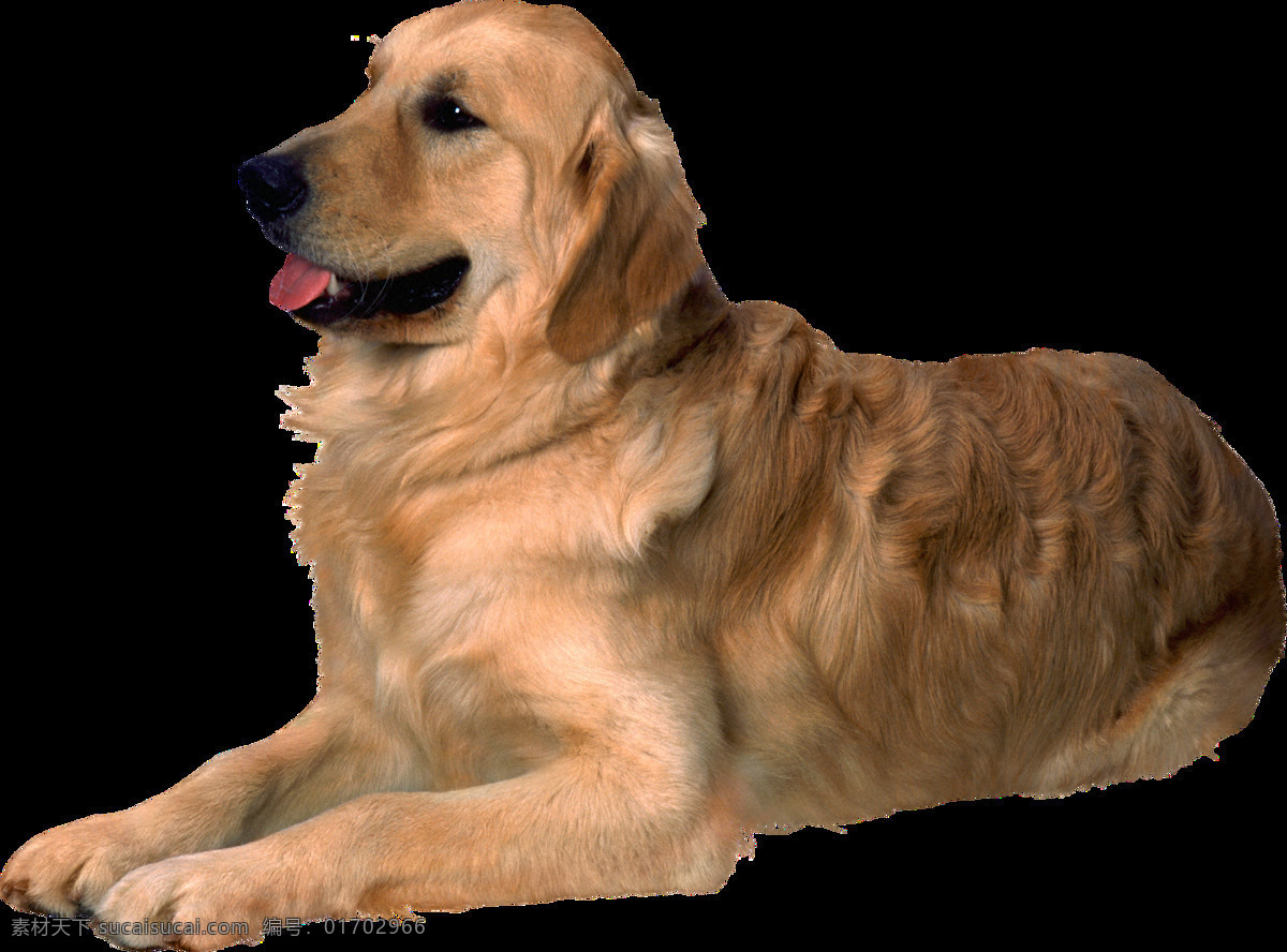 狗圖片 狗 小狗 大狗 白狗 花狗 黑狗 犬 小型犬 大型犬 中型犬 玩具犬 家庭犬 工作犬 牧羊犬 吉娃娃 蝴蝶泉 秋田犬 杜賓犬 博美犬 柴犬 羅威納犬 斗牛犬 臘腸犬 巴哥犬 獵犬 雪橇犬 沙皮犬 png圖 透明圖 免扣圖 透明背景 透明底 摳圖 生物世界 家禽家畜