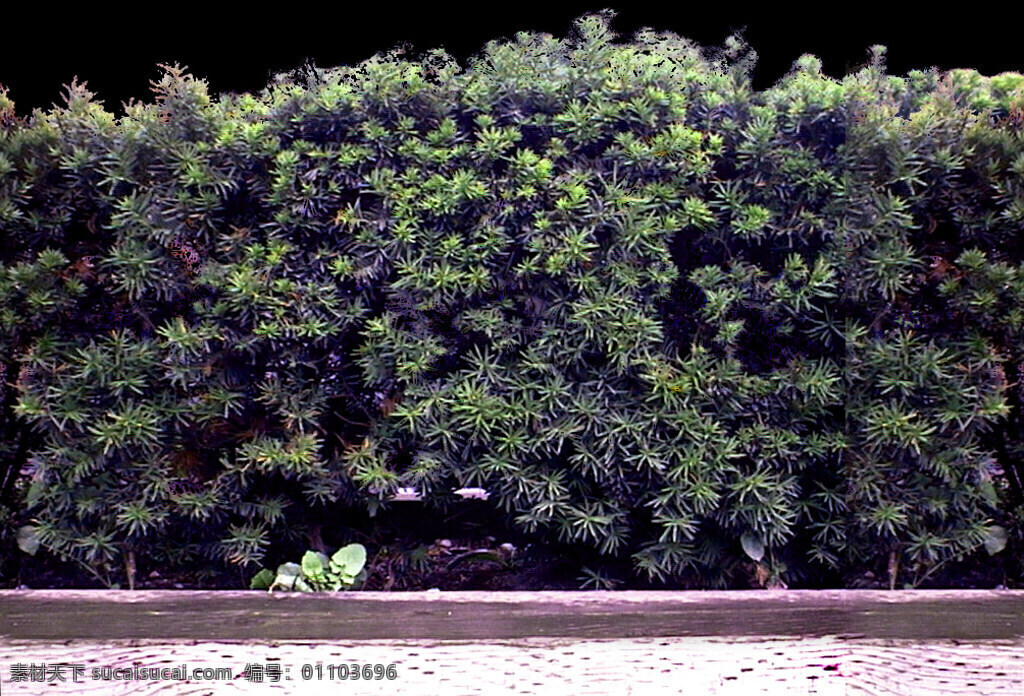 植物 貼圖素材 jpg0894 設(shè)計(jì)素材 建筑裝飾 黑色