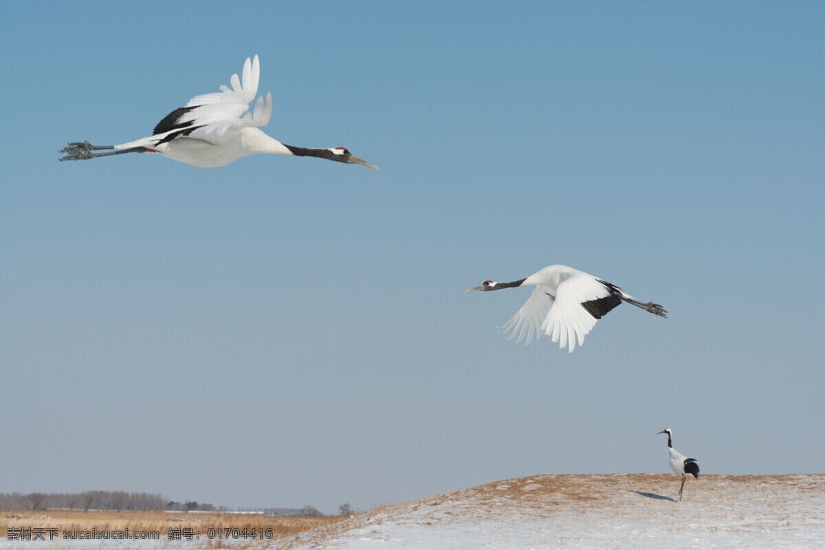 丹頂鶴圖片 丹頂鶴 仙鶴 白鶴 鶴 飛禽 鳥 飛鳥 動(dòng)物篇天上飛 生物世界 鳥類