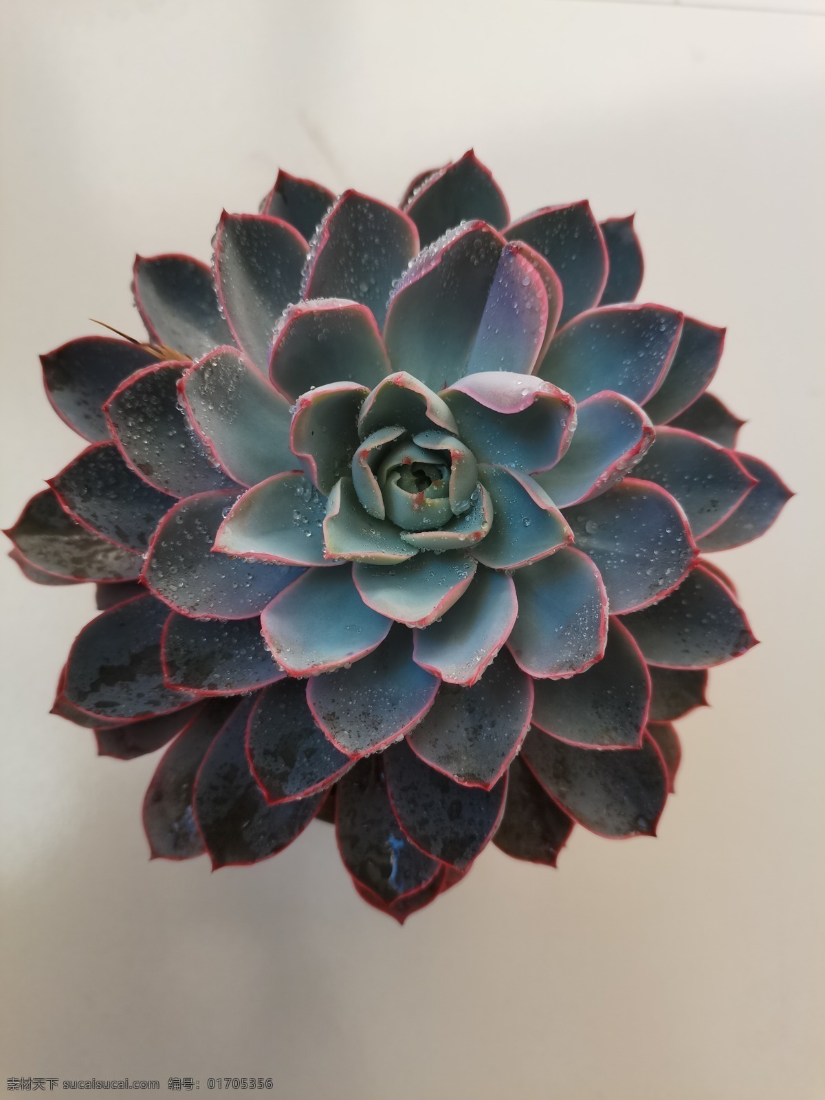 多肉植物圖片 多肉 植物 多肉植物 花卉照片 盆栽