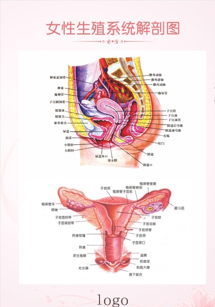女性 生殖 系统 解剖 图 粉色 生殖系统 解剖图 挂图