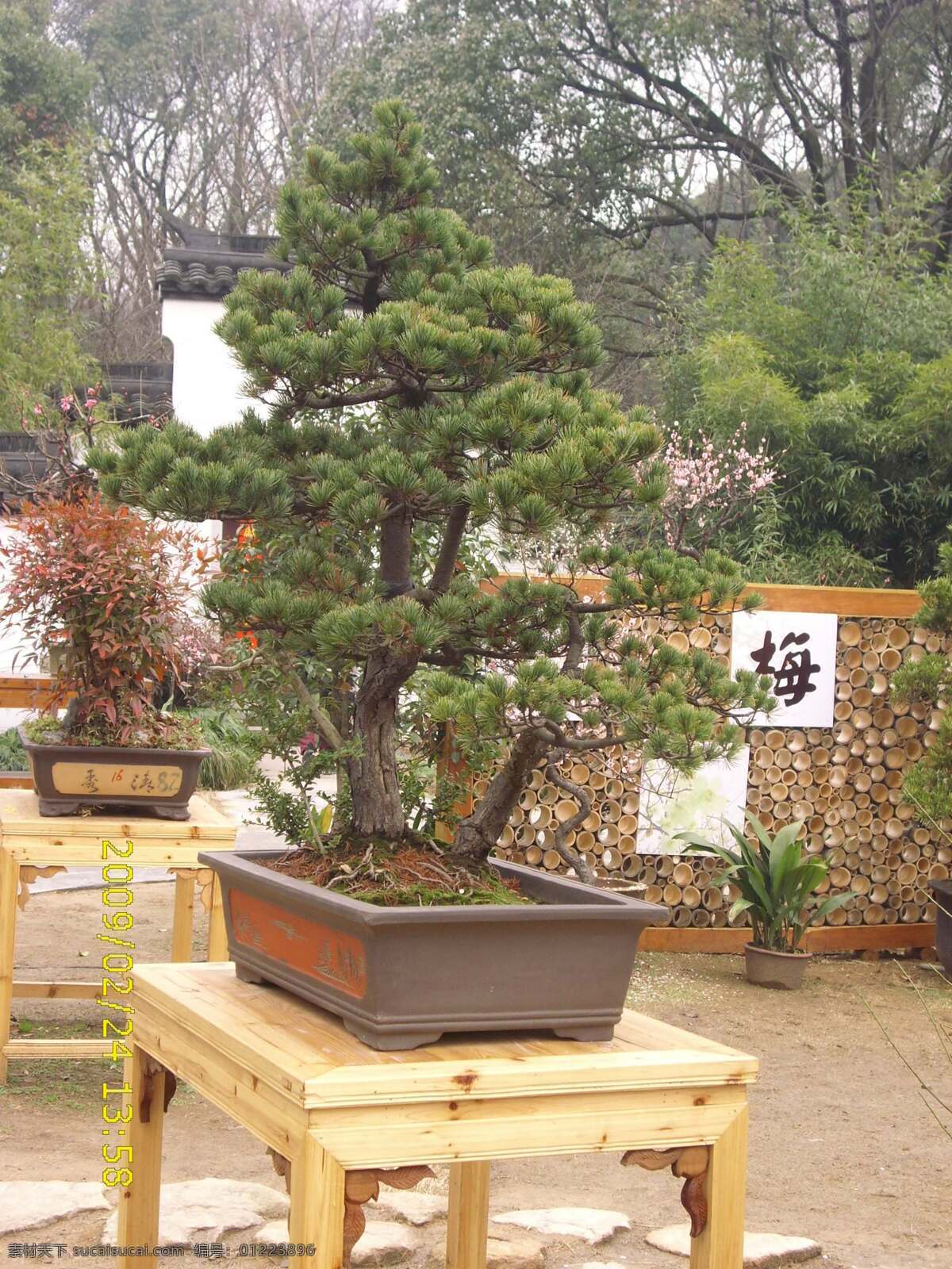松柏盆景 盆景 盆景圖片 松柏 園林 園林景觀 園林綠化 園林設計 園林設計素材 園林素材 園林圖片 盆景圖庫 園林植物圖片 園林效果圖 裝飾素材 園林景觀設計