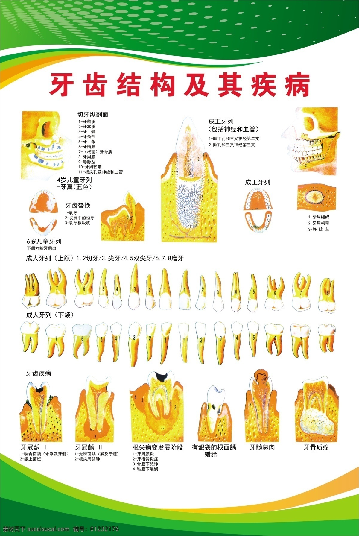 牙齒 結構 疾病 牙齒的結構 牙齒的疾病 預防 生長周期 乳牙