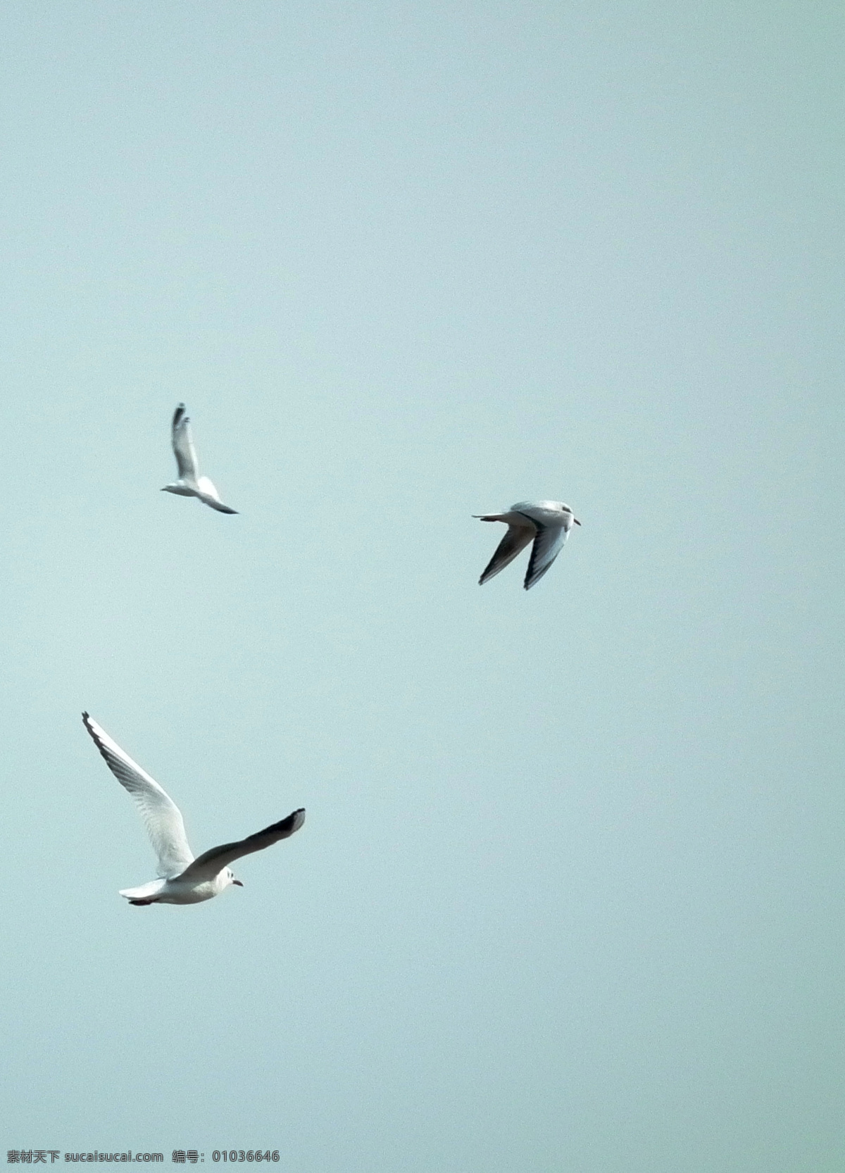 海鸥飞翔 飞翔 海鸥 天空 飞翔的鸟 展翅高飞 鸟类 生物世界