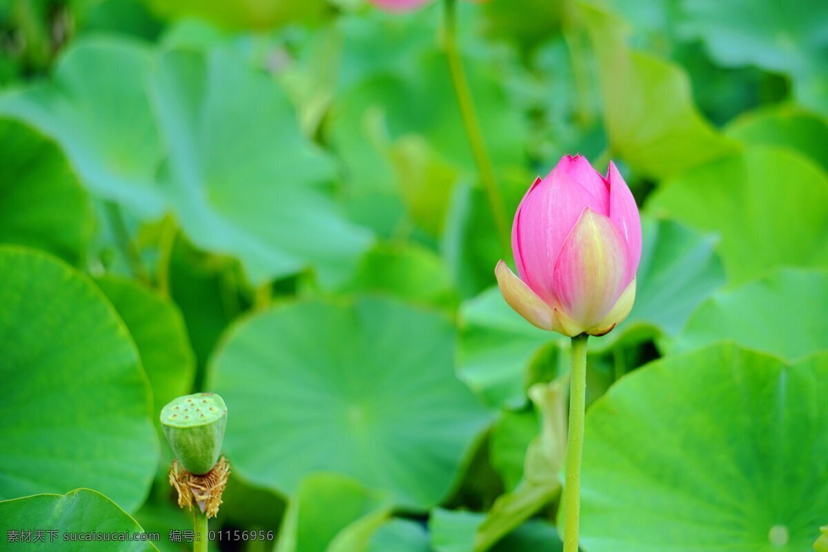 美麗 荷花 風景 高清 花卉 花朵 花草 粉色 荷塘