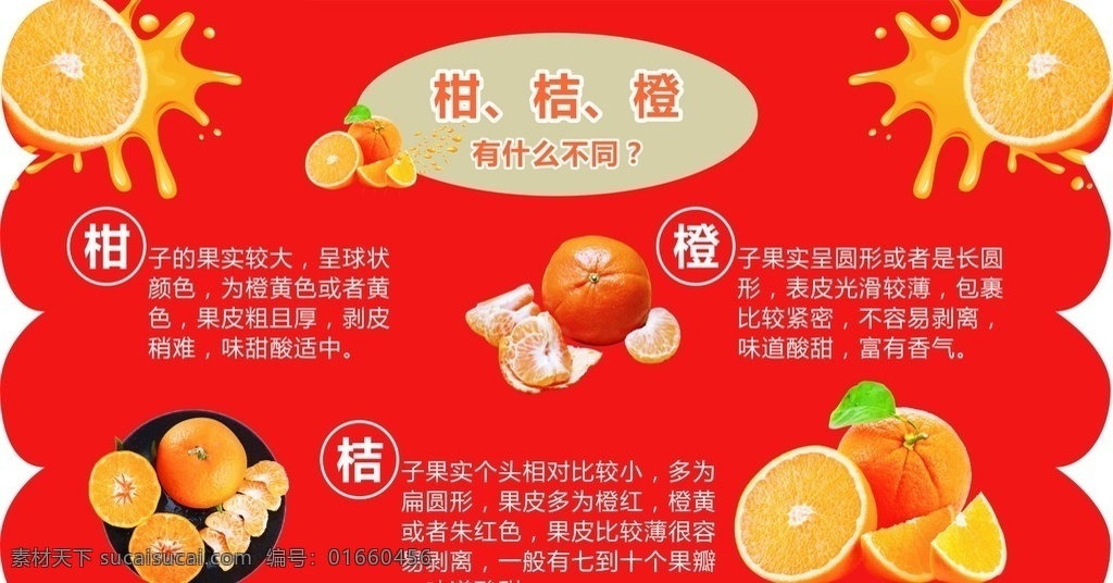 柑橘 橙 什么 不同 海报 桔子 柑子 橙子 纯色背景 橙子的介绍 柑的介绍 桔子的介绍 异形海报 异形造型