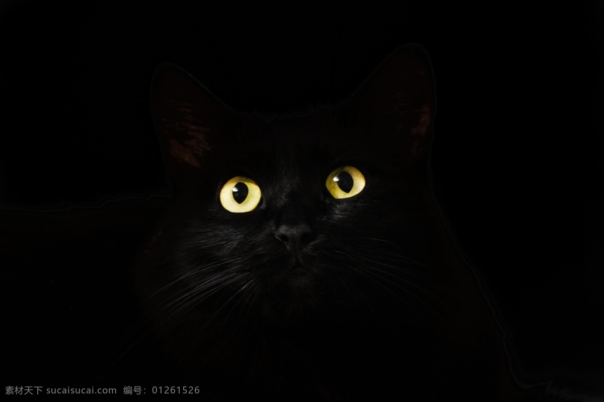 黑色的猫 眼睛图片 猫 宠物 黑色背景 猫咪 眼睛 黄色眼睛 动物 可爱 背景素材 高清 生物世界 家禽家畜