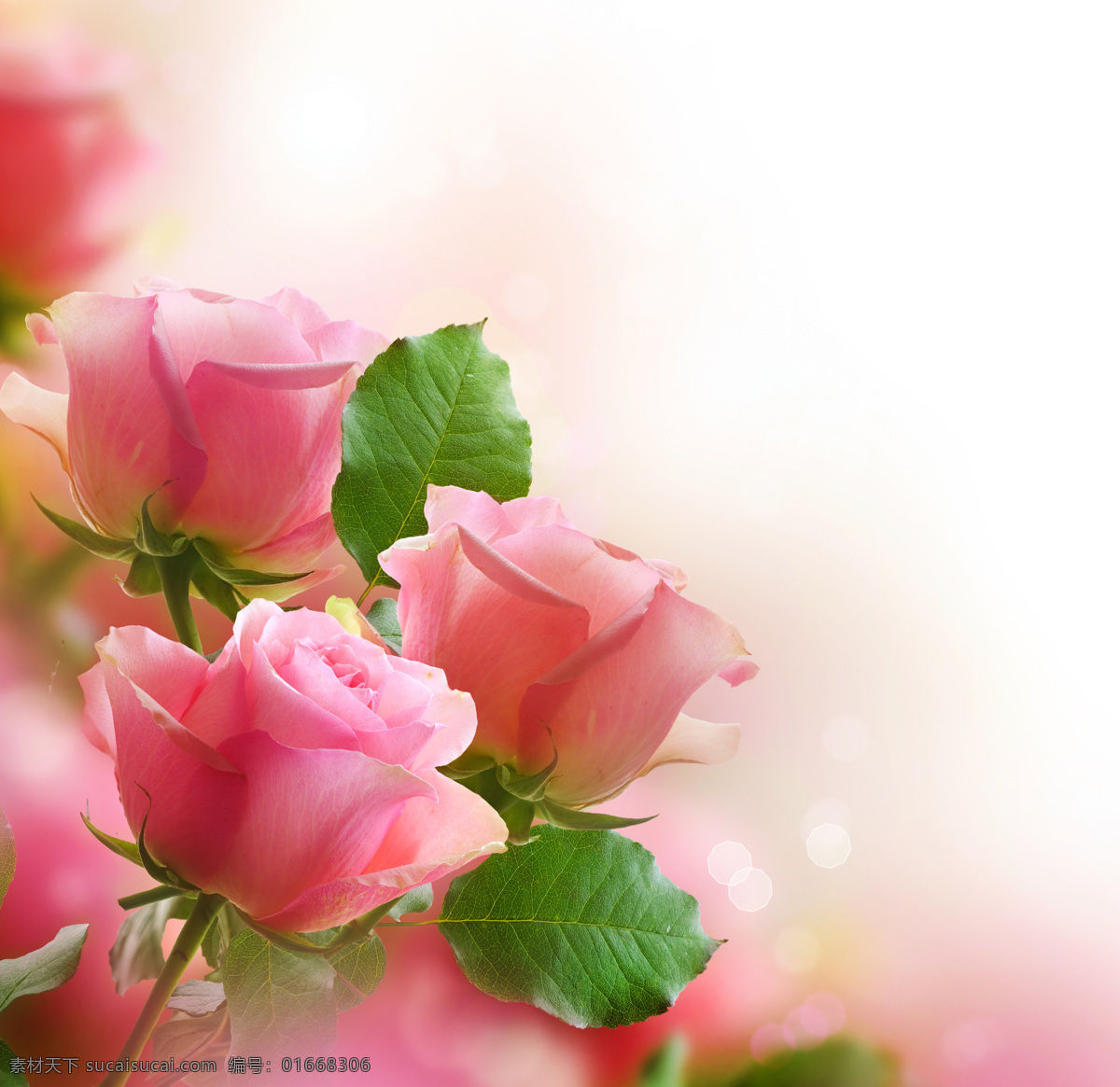 唯美 梦幻 粉色 鲜花 景 高清 唯美梦幻 背景 精美鲜花 粉色花朵 植物 生物世界 花草