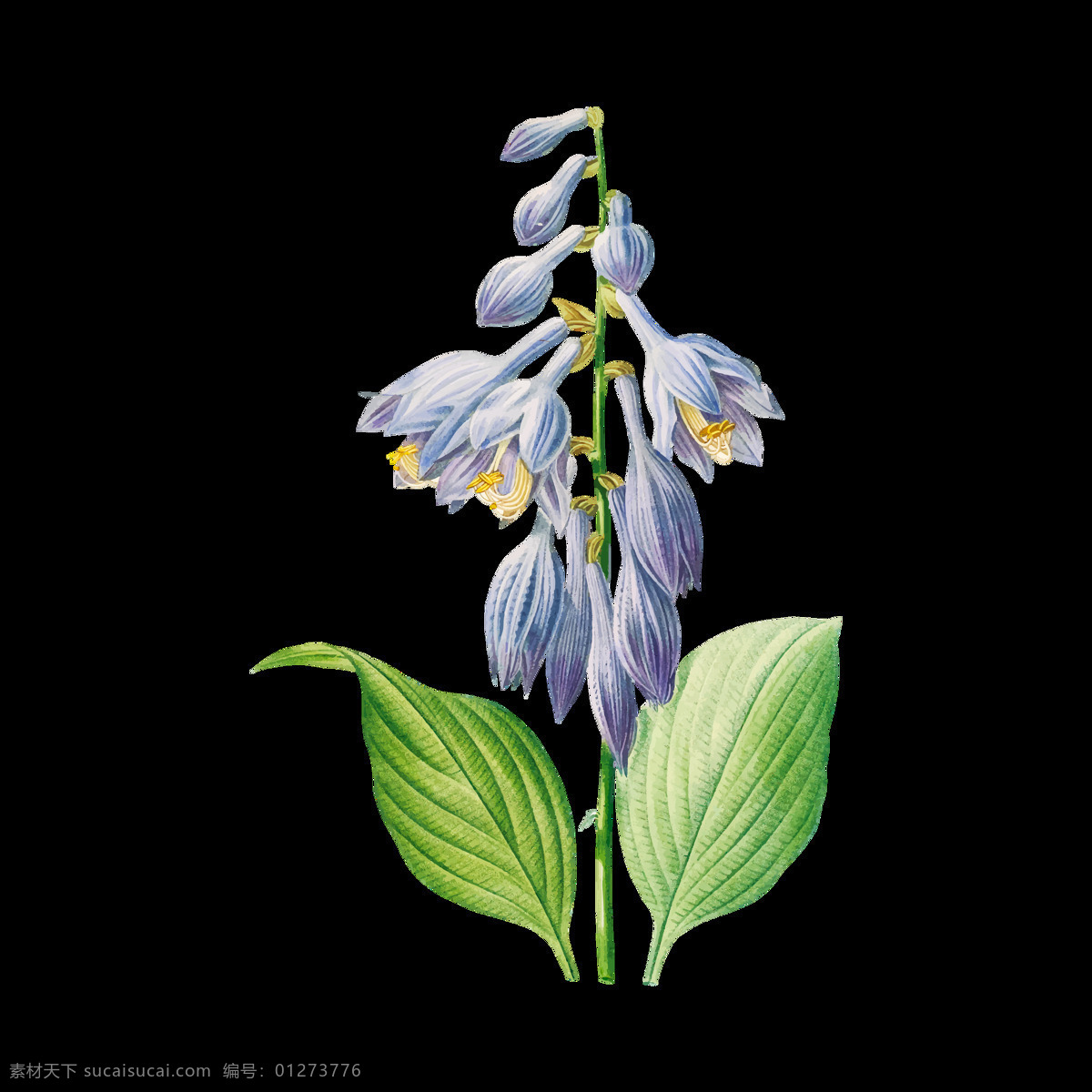 花卉插图图片 彩绘 手绘 花苞 花蕾 插画 彩绘花朵 水彩画 素描花朵 素描画 素描花草 花纹 花边 生物世界 花卉花朵 树木叶子 植物叶子 花卉 花蕊 花卉底纹 花蕊底纹 花卉背景 花卉图案 花蕊图案 花朵 素描花卉 素描涂鸦 花卉涂鸦 花卉素描 古典花蕊 优雅花蕊 优雅花卉 复古花卉 花草