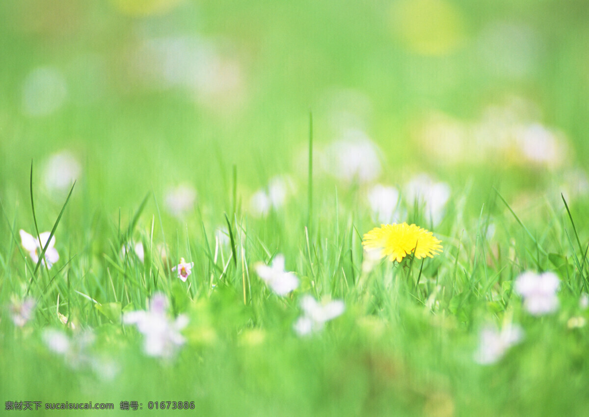 草地 上 野花 春天 鮮花 花朵 綠色清新 清爽 夢(mèng)幻背景 鮮花背景 背景素材 美麗風(fēng)景 攝影圖 高清圖片 花草樹(shù)木 生物世界