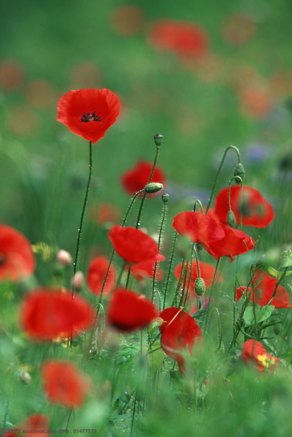 紅色 鮮花 花 紅色鮮花 花園 綠色 朦朧 花草樹木 生物世界