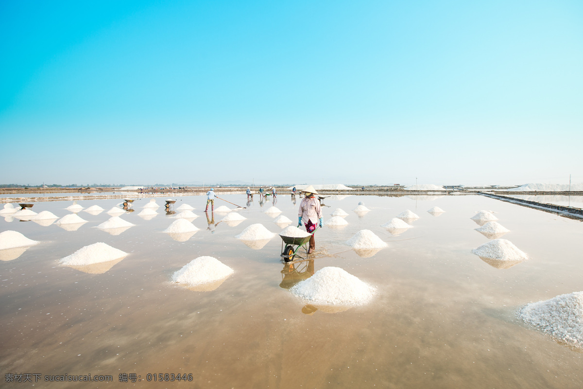 越南 盐滩 收 盐 人们 收盐 农民 盐商 盐堆 人物 其他类别 生活百科