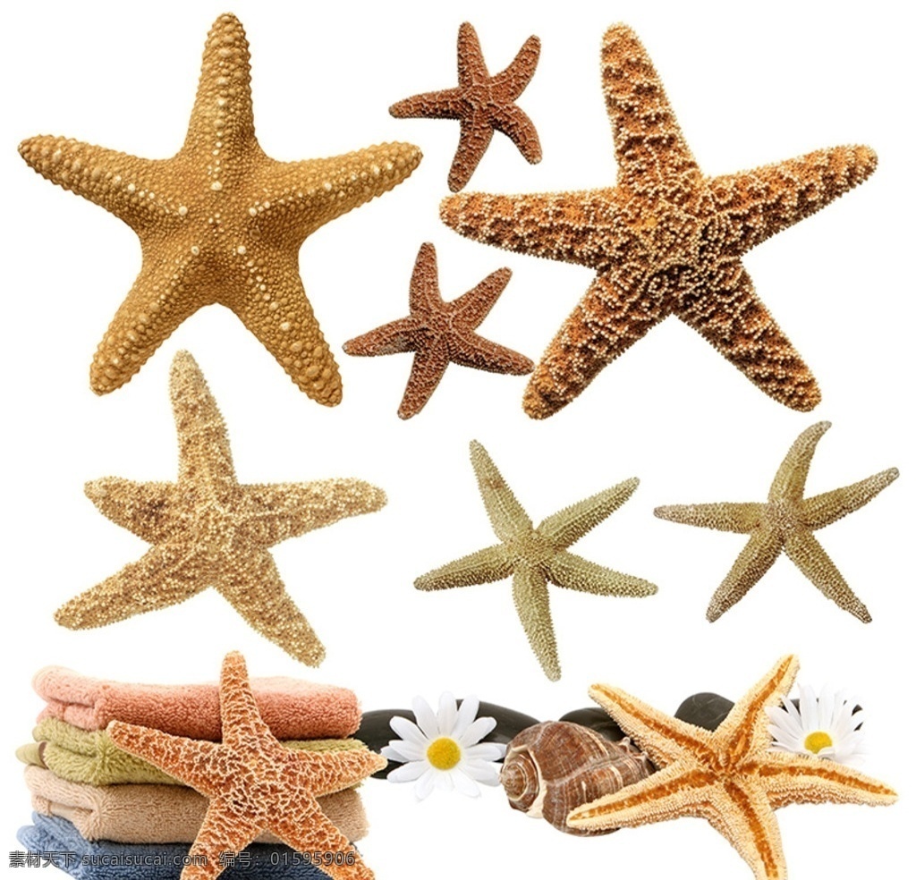 海星 無(wú)脊椎動(dòng)物 干海星 星形 中藥材 湯料 動(dòng)物 分層