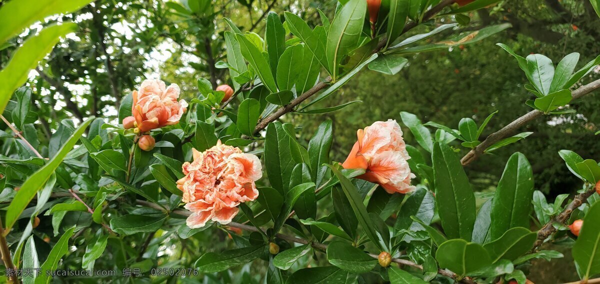 自然景觀 風(fēng)景 石榴花 花朵 橙色 花 自然 景觀 橙色花 自然風(fēng)景