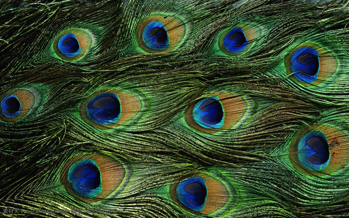 动物皮毛孔雀 皮毛 孔雀 鸟类 色彩 羽毛 动物皮毛纹理 生物世界 野生动物