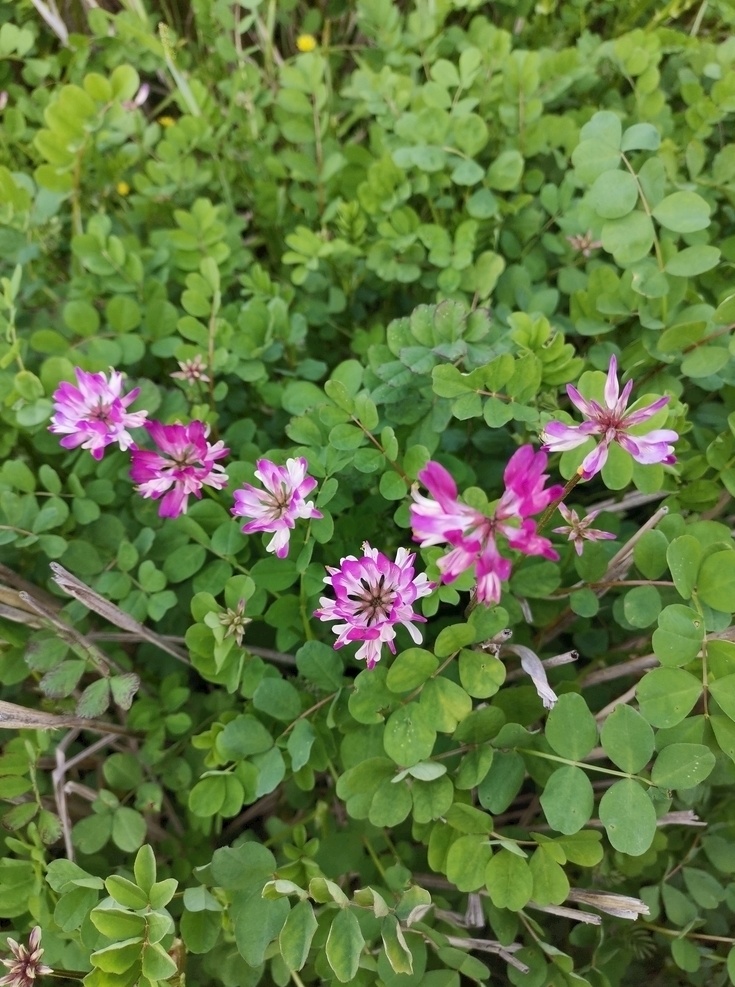 紫云英 红花草 花草地 花圃 草地 生物世界 花草 粉红 植物 花朵 摄影旅行 生活百科 生活素材