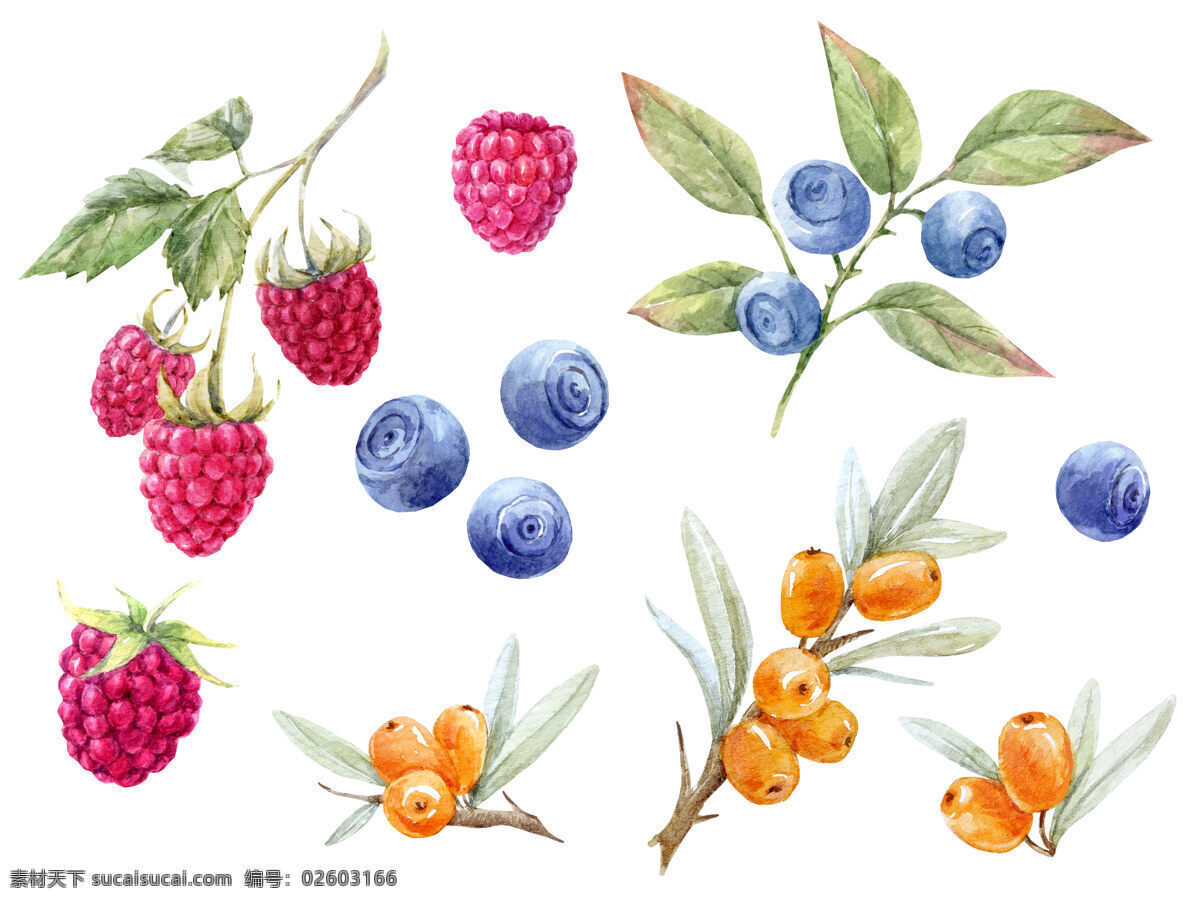 水彩画图片 水彩画 手绘画 水果 蓝莓 树莓 手绘 水彩