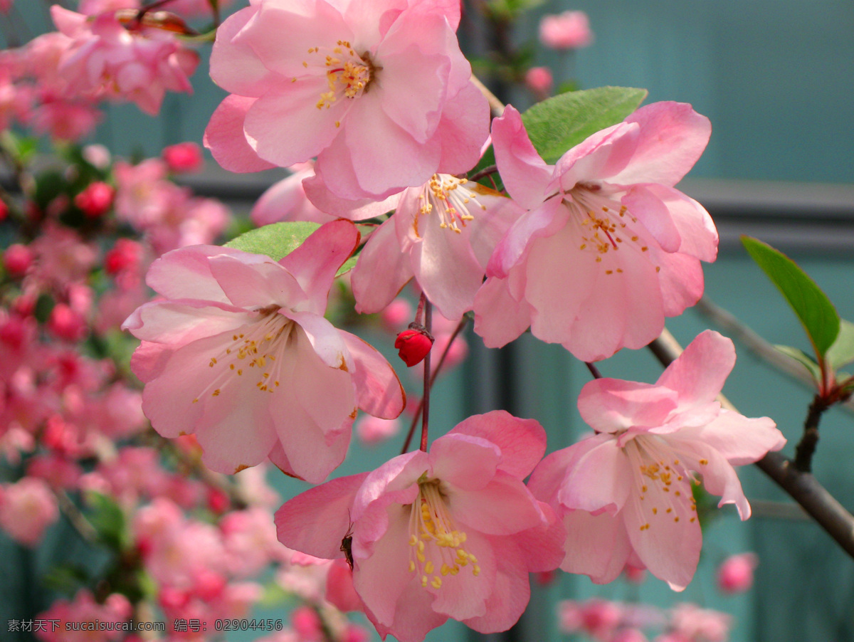 海棠花 粉色花 植物 高清花 粉色 花 樱花 实拍 实拍花 高清花朵 花朵 实拍高清素材 自然景观 自然风景