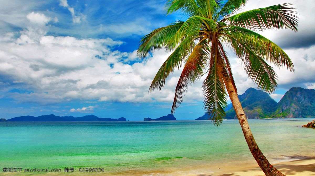 美丽 夏日 椰树 风光 蓝天 白云 树木 海水 自然景观 自然风景