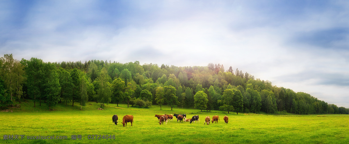 草原 牛群 风景图片 树林 天空 家禽家畜 生物世界