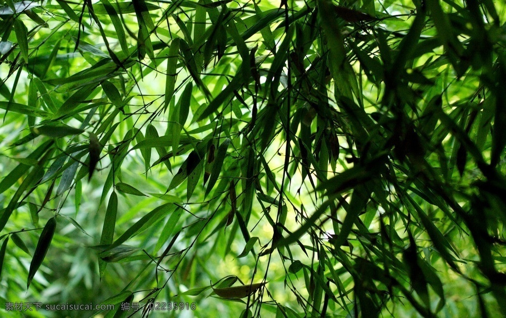 竹林深处 竹林图片 竹林 竹子 翠竹 竹叶 竹海 生态 树木树叶 生物世界