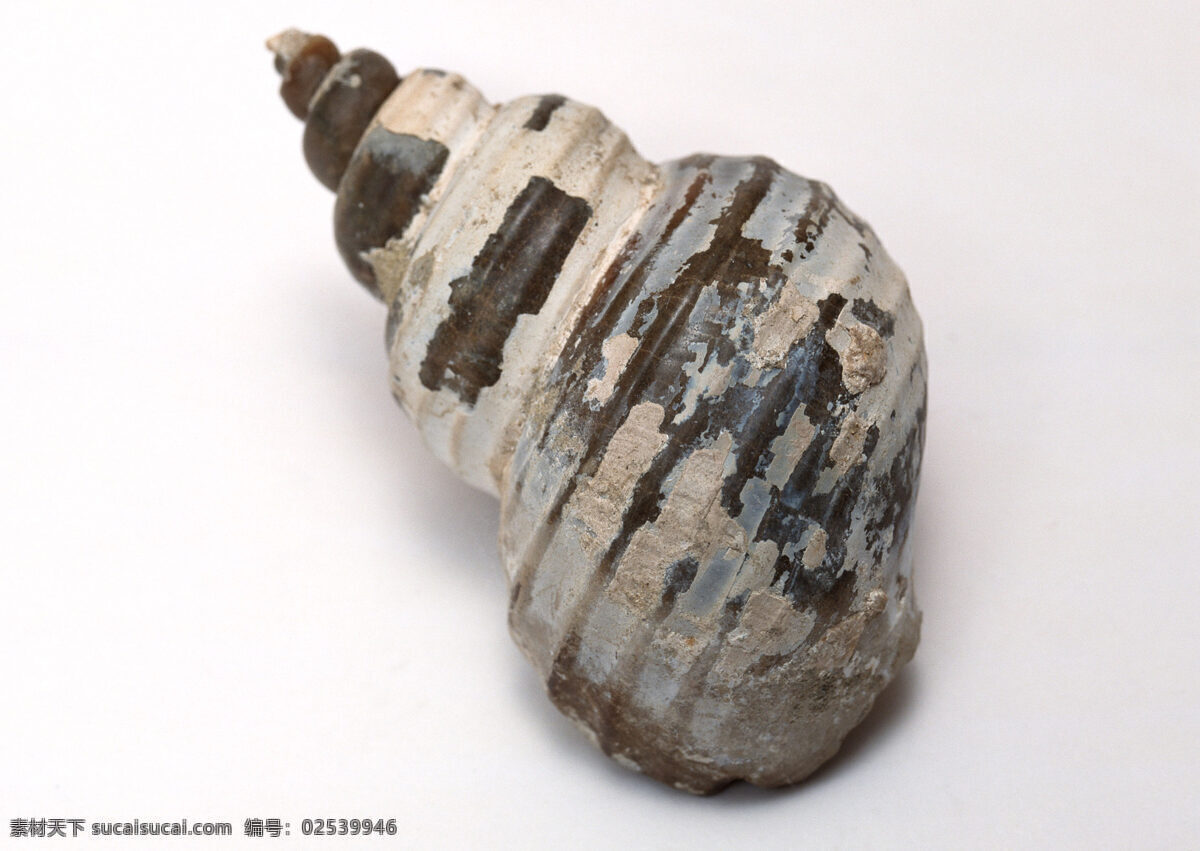 海螺贝壳化石 化石 古生物化石 海螺化石 贝壳化石