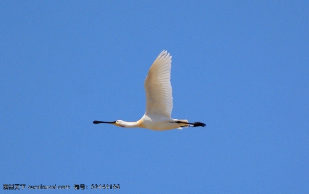 濕地 白琵鷺 飛翔 藍(lán)天 生物世界 鳥(niǎo)類(lèi)