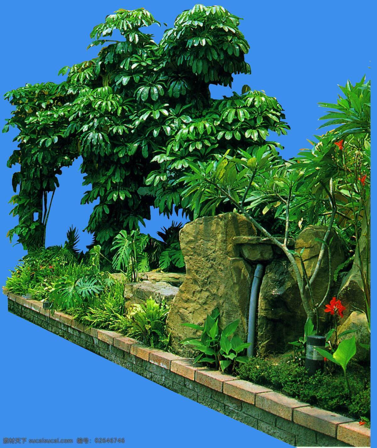 澳洲 鸭 脚 木 植物 园林植物 澳洲鸭脚木 配景素材 园林 建筑装饰 设计素材 3d模型素材 室内场景模型