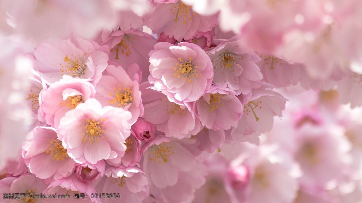 花海 花朵 粉色 植物 花儿 自然景观 自然风景